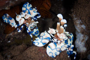 Harlequin Shrimp Tulamben Bali.  Canon 20D 100mm macro by Mick Tait 